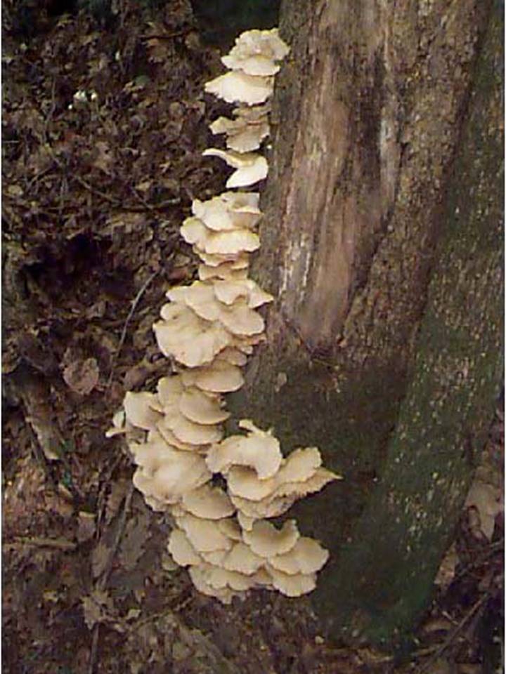 Tani Jamur Jamur Ekologi Alamiah Jamur Tiram