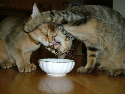 Animales Animales
