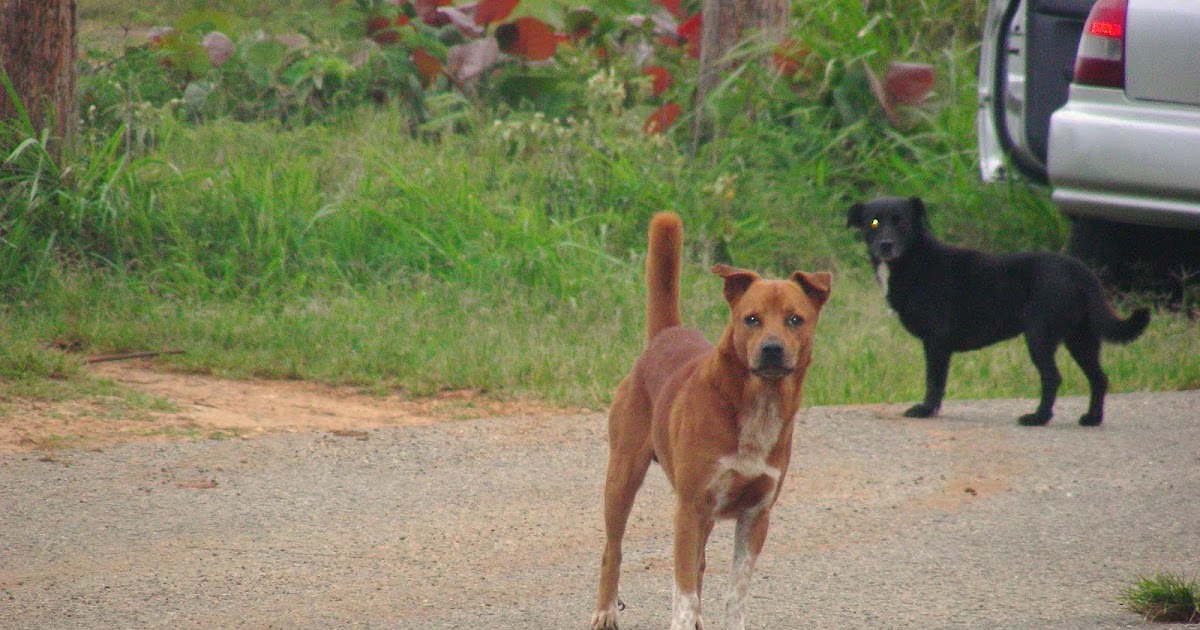 Let's talk dog Puerto Rican Island Dogs