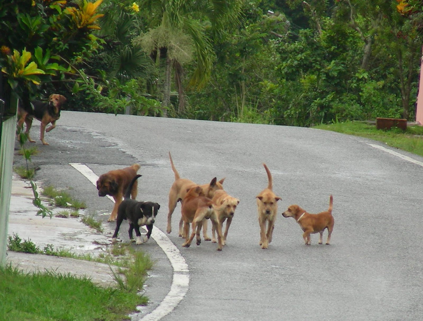 Let's talk dog A Pack of Street Dogs