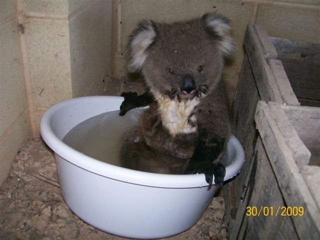 [koalas+15.JPG]