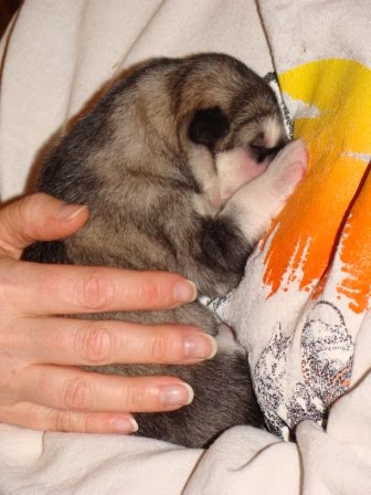 [2009Dec29_AmoreRiserPups_Girl1_Cozy2.jpg]