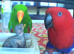 PAPAGAIOS ECLECTUS