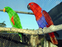 PAPAGAIOS ECLECTUS