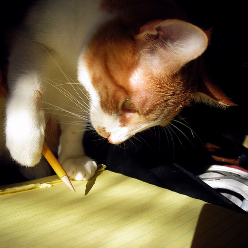 The Kitten Who Could Write Our Pets, We Love 'Em