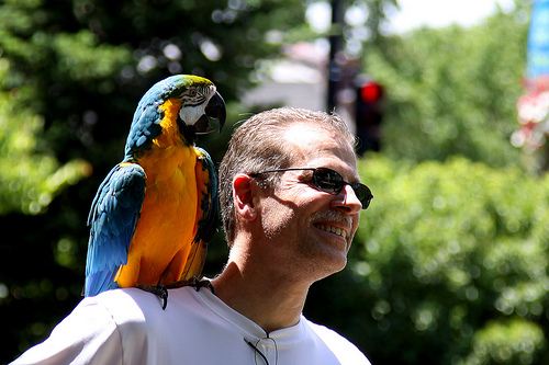 owning a macaw