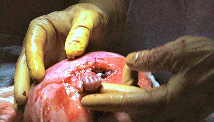 El coste del preparado kolme en las farmacias orenburga y donde es presente