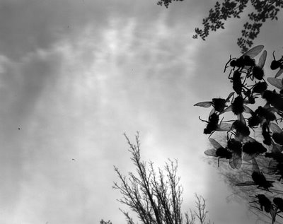 [01_Mckenna_Fly_Hatch.jpg]