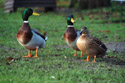 [duck+group.jpg]
