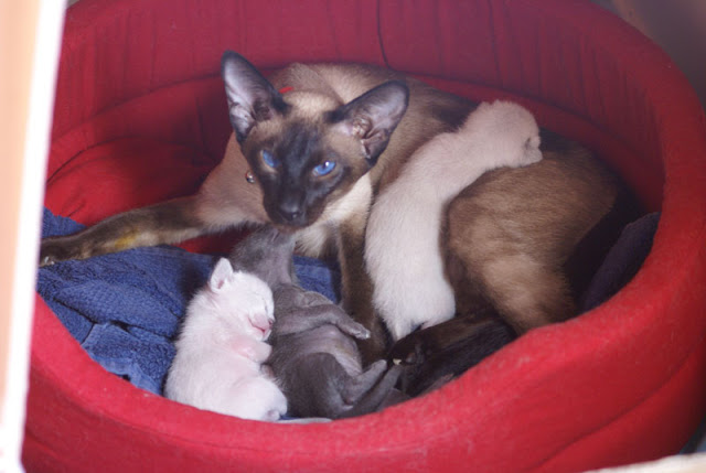 Enda et ses trois chatons le 8 juin 2010