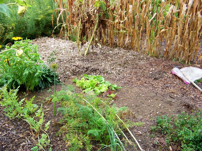 Outside Clyde More Woodchips In The Vegetable Garden