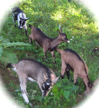 For Sale: Purebred French Alpine Goats