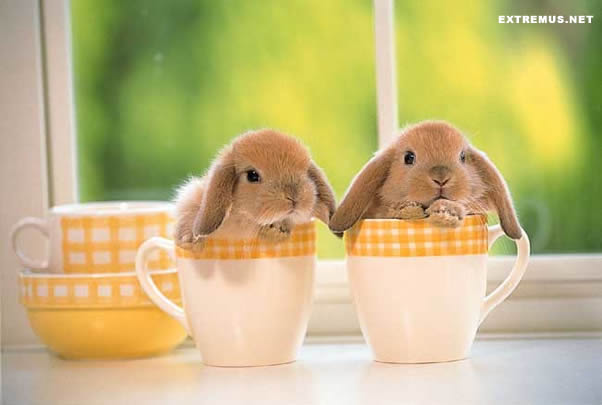 Bunnies too.
