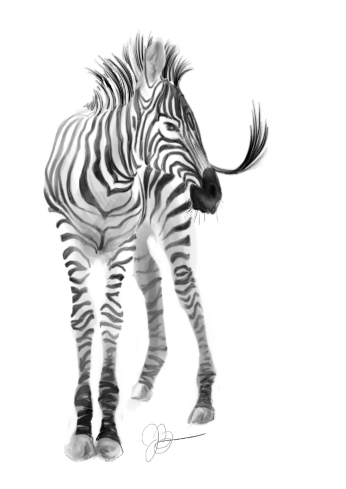 Drawings Of Zebras
