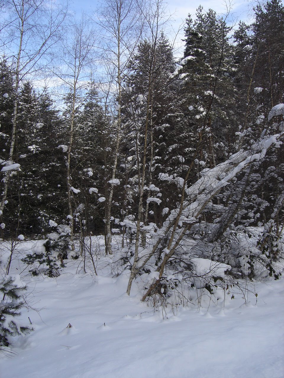 [DSC04091.JPG]