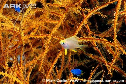 El Mar y los Peces