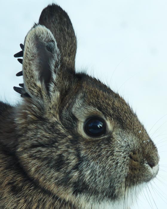 All of Nature Jackalopes???
