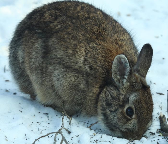 All of Nature Jackalopes???
