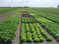 Agricultura orgánica