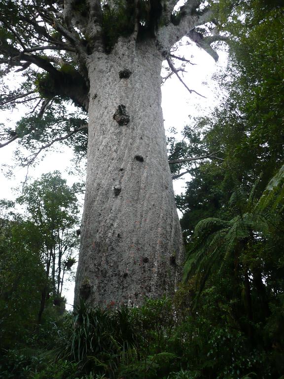 [tree.JPG]