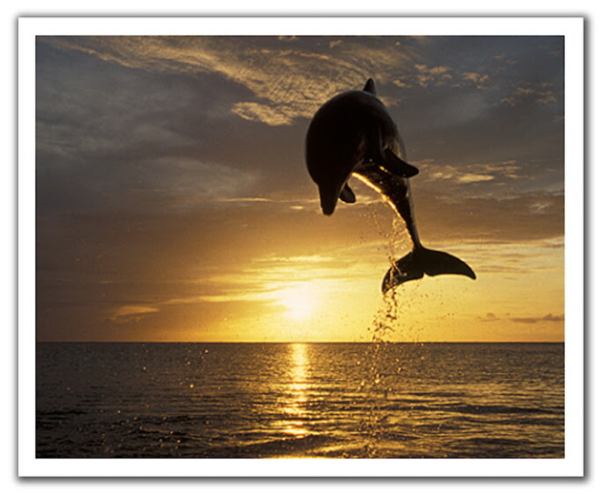 0409291431111dolphin_sunset_1.jpg