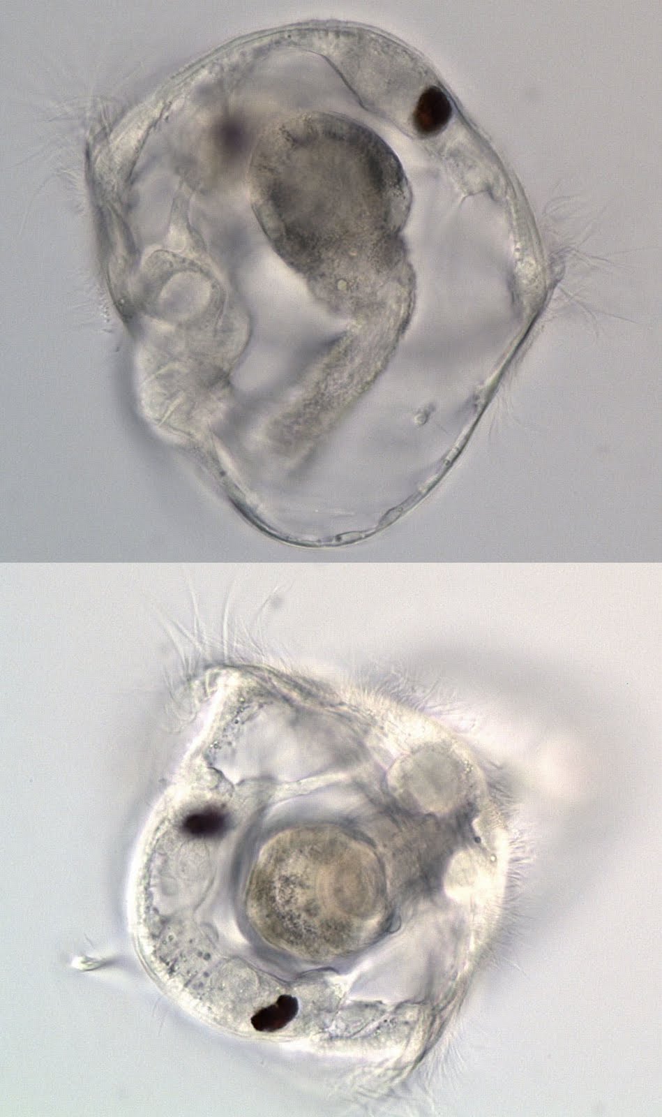 Trochophore Larva