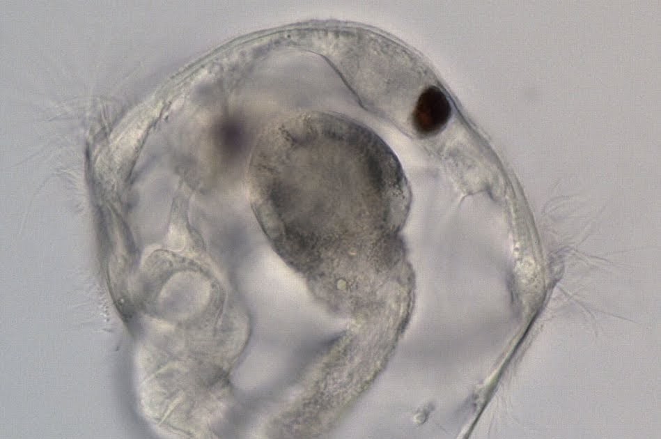 Invertebrate Embryology Trochophore larva of the polychaete Serpula