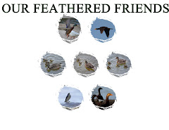 OUR FEATHERED FRIENDS