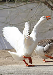 Goose Running for Bread
