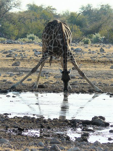 Giraffes Predators