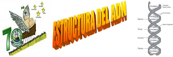 Estrutura del ADN