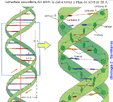 ESTRUCTURA DEL ADN