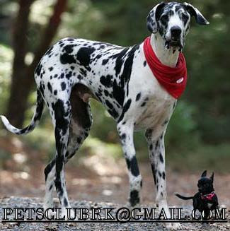 great dane pug mix bernard mastiff neapolitan mastiff great dane pug breeds picture great dane pug mix bernard mastiff neapolitan mastiff great dane pug breeds picture