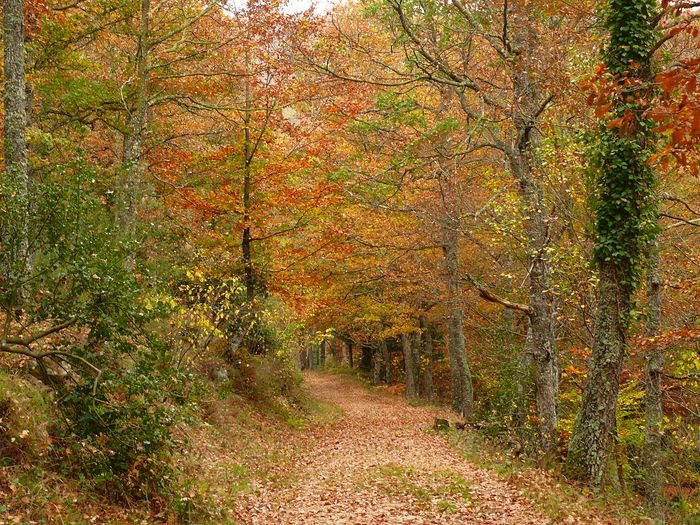 MONTE HIJEDO. ALFOZ DE SANTA GADEA (BURGOS)