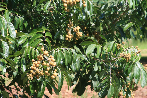 Tree dripping with Longon fruits