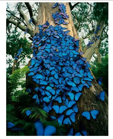 [borboletas+lindas.jpg]