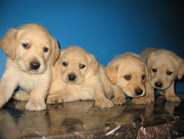 MASCOTAS LABRADORES