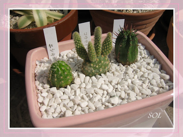 PLANTAS SUCULENTAS E FOLHAGENS ORNAMENTAIS