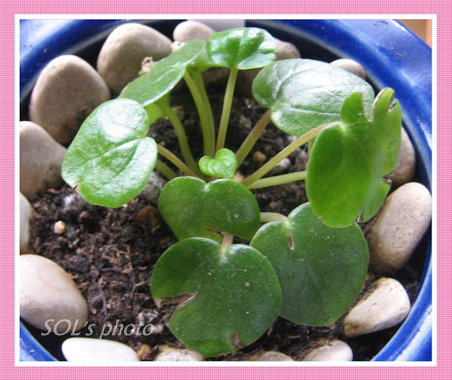 PLANTAS SUCULENTAS E FOLHAGENS ORNAMENTAIS