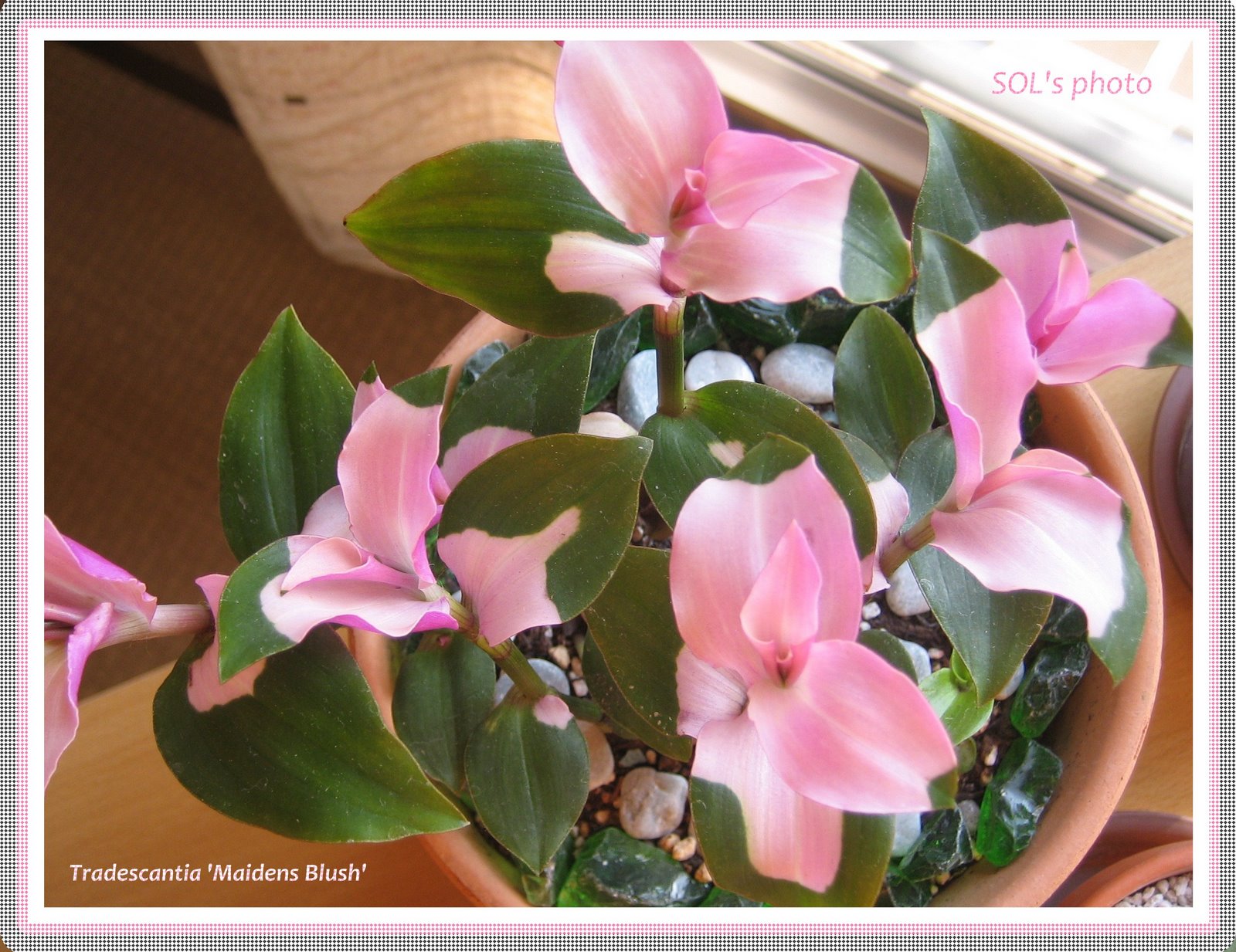 [Tradescantia+'+Maiden's+Blush'+(Commelinaceae).jpg]