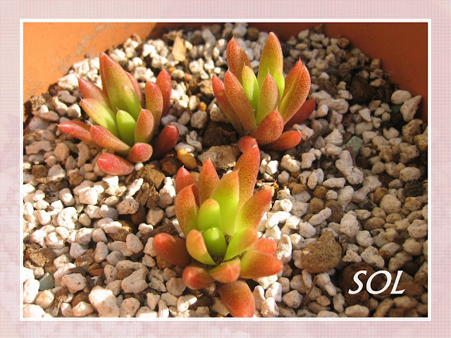 PLANTAS SUCULENTAS E FOLHAGENS ORNAMENTAIS