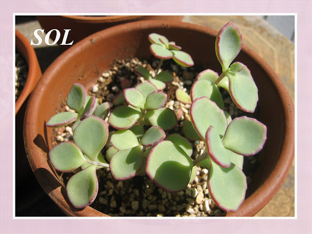 PLANTAS SUCULENTAS E FOLHAGENS ORNAMENTAIS