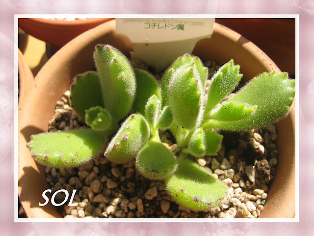 PLANTAS SUCULENTAS E FOLHAGENS ORNAMENTAIS