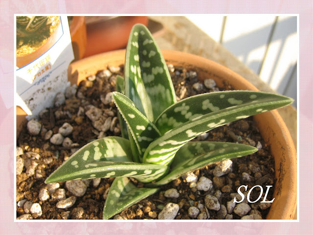 PLANTAS SUCULENTAS E FOLHAGENS ORNAMENTAIS