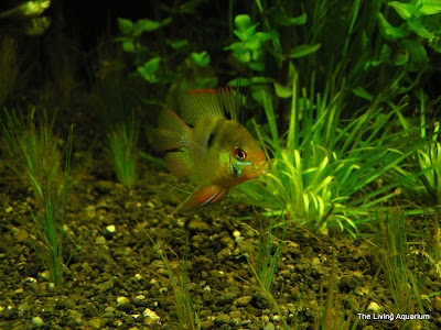 Dwarf Ballon Ram Cichlid