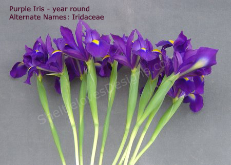 [Purple+Iris.jpg]