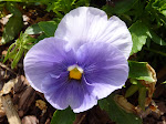 Purple Pansy at the Park
