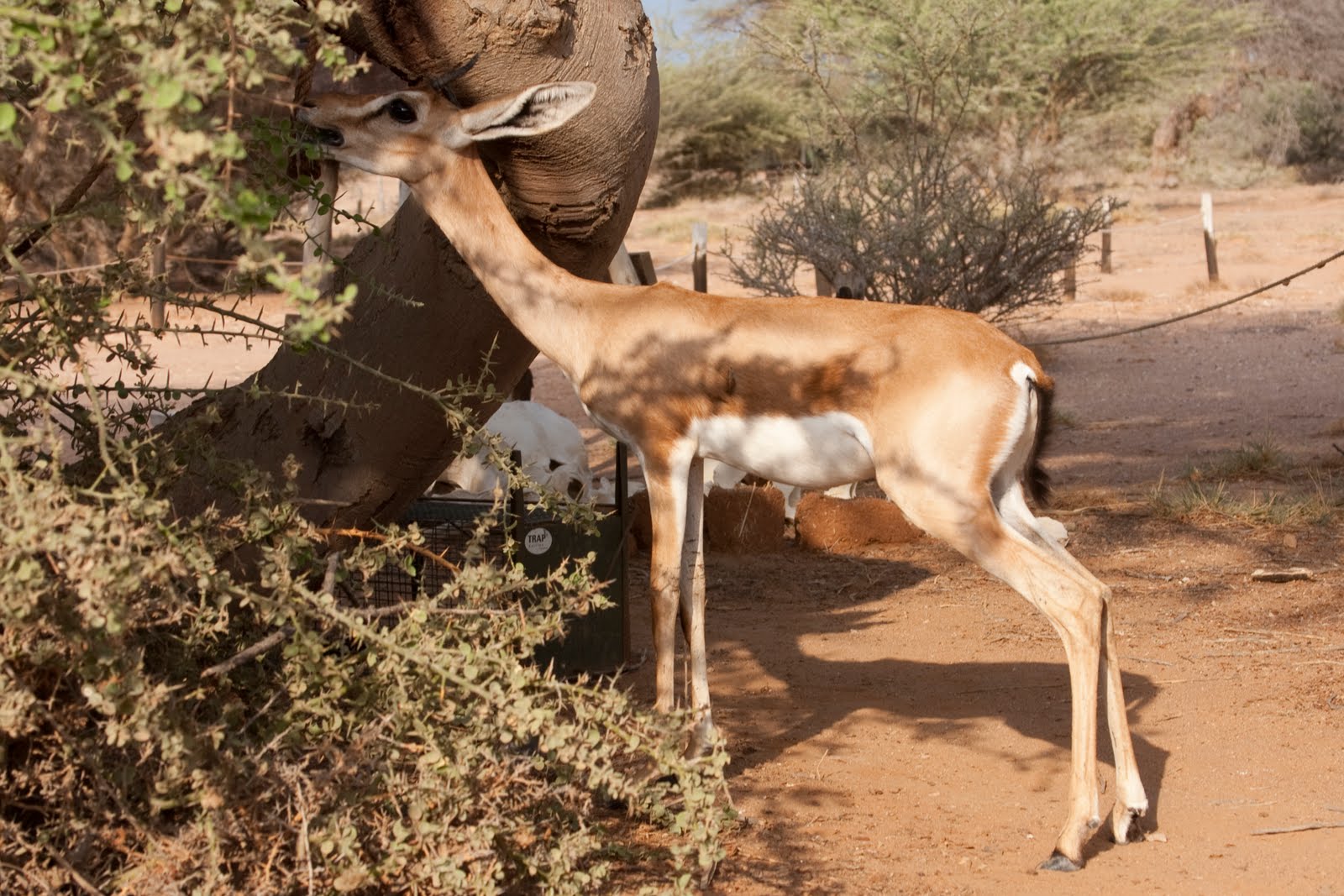 somalia animals