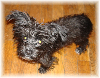 black morkie full grown