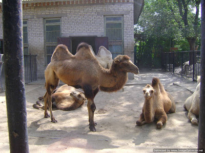 Mykolayiv Zoo